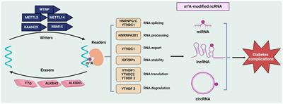The m6A-ncRNAs axis in diabetes complications: novel mechanism and therapeutic potential